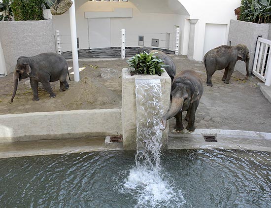 Einzug ins neue Elefanatenhaus Hellabrunn (©Foto: Ingrid Grossmann)